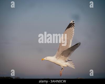 Un grazioso gabbiano scivola senza sforzo attraverso il cielo blu limpido, le ali si spalancano e le piume sono ricche di dettagli alla luce del sole. Il sereno e tranqui Foto Stock