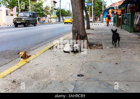 Varadero, Cuba, Repubblica di Cuba, Caraibi, cani selvatici, cani randagi, randagi, animali selvatici, cani da strada, cane, strada, libero, libero, cani liberi, da soli, Foto Stock