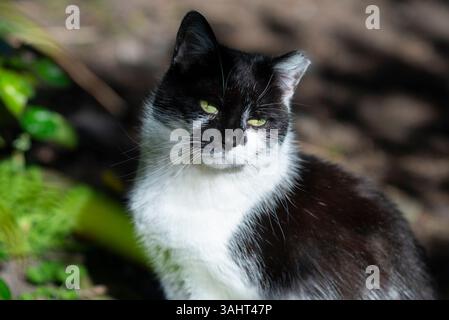Il gatto selvatico con un orecchio ritagliato è avvisato alla luce del sole, contrassegnato come neutro e restituito come parte di un programma TNR (Trap-Neuter-Return). Foto Stock