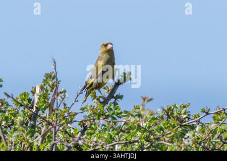 Uccello Greenfinch (Chloris chloris) arroccato su una siepe, Inghilterra, Regno Unito Foto Stock