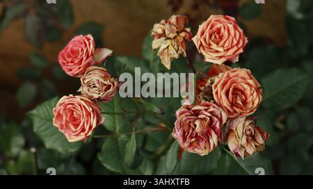 Antiche rose bourbon arancioni bruciate, vecchie rose da giardino e rose secche nei colori bianco, arancione e rosso. Foto Stock