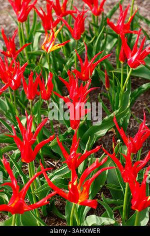 Primo piano dei fiori rossi profondi con un centro giallo del tulipano tulipano tulipano giglio fiorito in primavera diventa rosso. Foto Stock