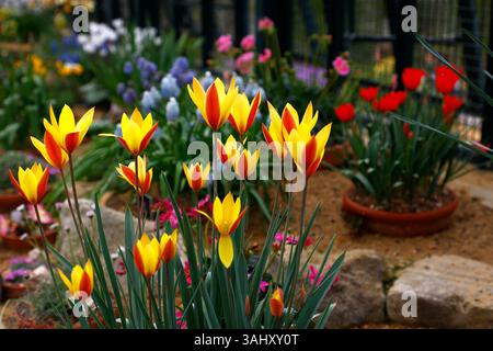Primo piano dei fiori rossi e gialli della primavera fiorita tulipani da giardino tulipa clusiana var. la gemma della chrysantha tubergen Foto Stock