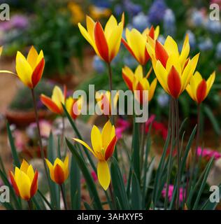 Primo piano dei fiori rossi e gialli della primavera fiorita tulipani da giardino tulipa clusiana var. la gemma della chrysantha tubergen Foto Stock