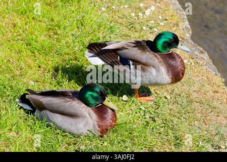 Due anatre domestiche maschili, Anas platyrhynchos con vivaci teste verdi poggiano su un bordo erboso accanto a uno stagno a Bishopstone, Wiltshire, Inghilterra, Regno Unito Foto Stock