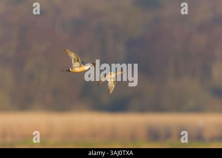 Northern pintail Anas acuta, volo per adulti, Suffolk, Inghilterra, aprile Foto Stock