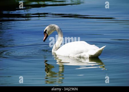 Un elegante cigno solitario con piume bianche e un bel collo nuota su un lago osservandone il riflesso sulla superficie dell'acqua. Foto Stock