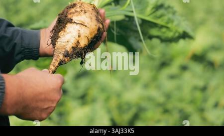 Agricoltore che detiene barbabietole da zucchero appena raccolte. Primo piano di un agricoltore che detiene una barbabietola da zucchero appena raccolta, ancora ricoperta di terreno. Foto Stock