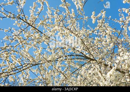 Fiore bianco di Blackthorn contro un cielo blu Foto Stock