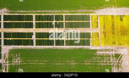 Vista aerea dei modelli di prodotto agricoli. Una vista aerea dei campi agricoli che mostrano distintivi motivi rettangolari di verde e giallo Foto Stock