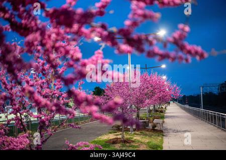 ARLINGTON, Virginia, Stati Uniti - gli alberi di sequoia orientale (Cercis canadensis) mostrano i loro vibranti fiori viola-rosa al crepuscolo nel Long Bridge Park. Il parco di 30 ettari è stato inaugurato nel 2011 e si trova nell'area di Crystal City vicino al fiume Potomac. Gli alberi di Redbud, originari degli Stati Uniti orientali, fioriscono in genere all'inizio della primavera e sono riconosciuti dalle loro caratteristiche foglie a forma di cuore e dai fiori magenta che crescono direttamente dai rami. Foto Stock