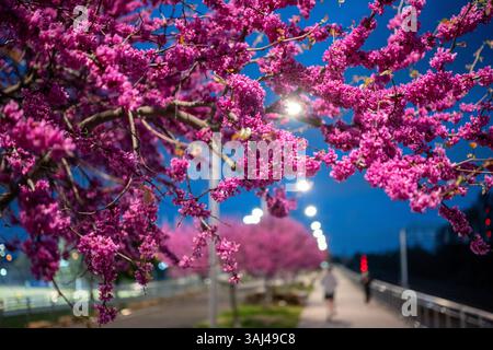 ARLINGTON, Virginia, Stati Uniti - gli alberi di sequoia orientale (Cercis canadensis) mostrano i loro vibranti fiori viola-rosa al crepuscolo nel Long Bridge Park. Il parco di 30 ettari è stato inaugurato nel 2011 e si trova nell'area di Crystal City vicino al fiume Potomac. Gli alberi di Redbud, originari degli Stati Uniti orientali, fioriscono in genere all'inizio della primavera e sono riconosciuti dalle loro caratteristiche foglie a forma di cuore e dai fiori magenta che crescono direttamente dai rami. Foto Stock