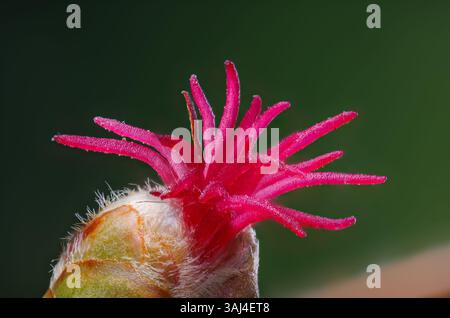 Foto macro di una fioritura femminile di una nocciola - Corylus avellana al sole Foto Stock