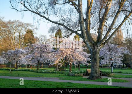 I ciliegi primaverili fioriscono nel parco dei popoli all'alba. Banbury, Oxfordshire, Inghilterra Foto Stock