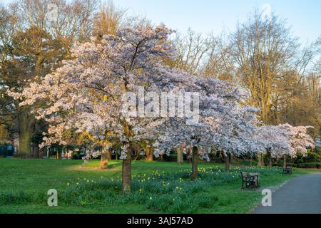 I ciliegi primaverili fioriscono nel parco dei popoli all'alba. Banbury, Oxfordshire, Inghilterra Foto Stock