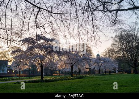 I ciliegi primaverili fioriscono nel parco dei popoli all'alba. Banbury, Oxfordshire, Inghilterra Foto Stock