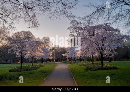 I ciliegi primaverili fioriscono nel parco dei popoli all'alba. Banbury, Oxfordshire, Inghilterra Foto Stock