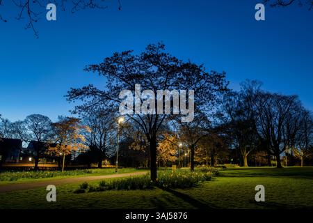 I ciliegi primaverili nel parco dei popoli all'alba. Banbury, Oxfordshire, Inghilterra Foto Stock