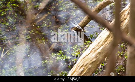 Scena primaverile con ghiaccio, rami sommersi e riflessi astratti di alberi nell'acqua paludosa. Tranquillo momento di transizione stagionale catturato a rura Foto Stock
