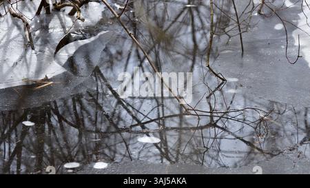 Scena primaverile con ghiaccio, rami sommersi e riflessi astratti di alberi nell'acqua paludosa. Tranquillo momento di transizione stagionale catturato a rura Foto Stock