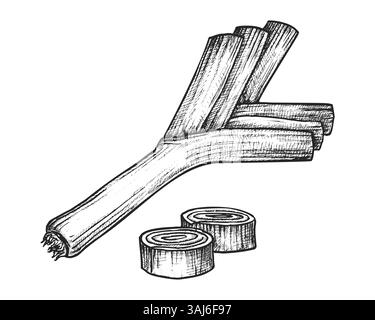 Schizzo di cipolla germogliata verde a fette. Illustrazione Vector vintage dell'ingrediente vitaminico per l'insalata. Menu vegetariano o disegno di cucina. Illustrazione Vettoriale
