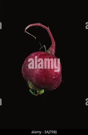 Red Radish singolo su sfondo nero Foto Stock