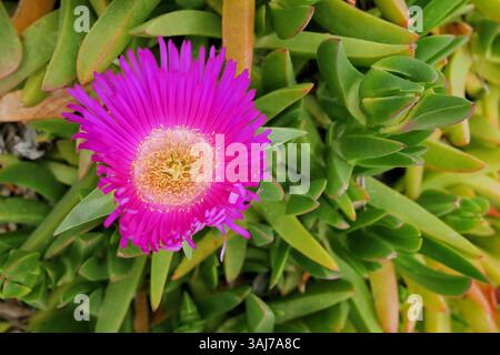 Carpobrotus acinaciformis succulento fiore viola. Foto Stock