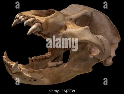 Teschio dell'orso grotta, Ursus spelaeus Foto Stock