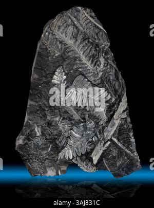 Specie Fossil Ferns, St. Clair, PA Neuropter ovata, Pecopteris e Cordaites Foto Stock