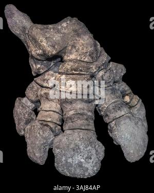 Glyptodont Hind Foot, Glyptotherium floridanum, Venice, Florida il piede posteriore di Glyptotherium floridanum, una specie estinta di glicptodonte, offre un Foto Stock