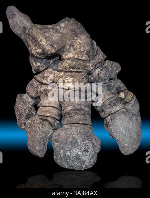 Glyptodont Hind Foot, Glyptotherium floridanum, Venice, Florida il piede posteriore di Glyptotherium floridanum, una specie estinta di glicptodonte, offre un Foto Stock