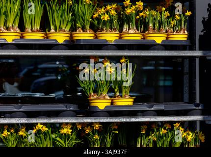 Vasi colorati e letti Fiori - edizione primaverile. Fiori primaverili colorati in vasi e aiuole, catturati in ambienti urbani e in giardino. Foto Stock