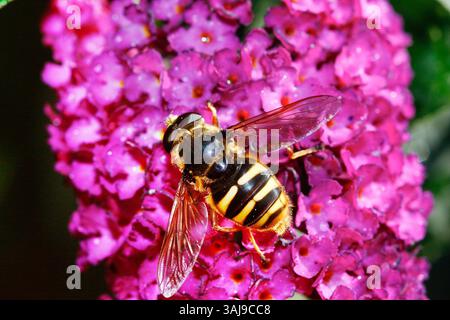 Peat Hoverfly (Sericomyia silentis), si trova su Buddleja, Germania Foto Stock