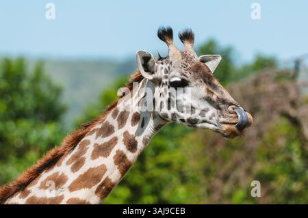 Giraffa Masai, giraffa Maasai, giraffa Kilimanjaro (Giraffa camelopardalis tippelskirchi), ritratto, leccarsi il naso, Kenya, Parco Nazionale Masai Mara Foto Stock