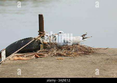 mew Gull (Larus canus), allevamento su un molo di cemento, vista laterale, Svezia, Oeland, Getterums Naturreservat Foto Stock