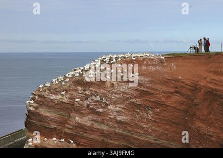 Gannet settentrionale (Sula bassana, Morus bassanus), fotografi presso la colonia di riproduzione sulla roccia degli uccelli, Germania, Schleswig-Holstein, Heligoland Foto Stock