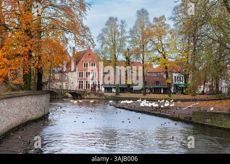 Cigni e anatre che riposano vicino al canale vicino agli alberi autunnali tra il Begijnhof Park (Beguinage) e il Minnewater Park a Bruges, Belgio Foto Stock