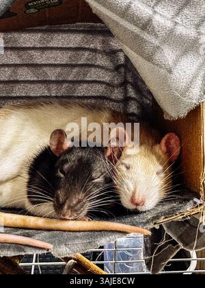 Due topi dormono in una scatola di cartone. La scatola è coperta da una coperta. I topi sono marroni e bianchi Foto Stock