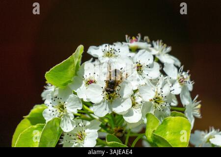 I ciliegi bianchi fioriscono con un'ape, un insetto su un albero in fiore, un ramo in fiore con il cielo, insetti in cerca di cibo, pere ornamentali, fiori Foto Stock