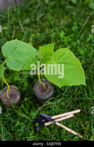 La giovane paulownia si alza in pentole, pronta per essere piantata in un lussureggiante giardino verde. Foto Stock