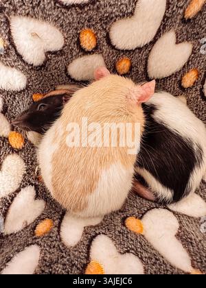 Due topi sono adagiati su una coperta con il cuore sopra. Uno è nero e l'altro è bianco Foto Stock