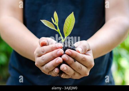 Nelle mani di alberi che crescono i semenzali. Bokeh sfondo verde femmina lato albero di trattenimento sul campo di natura foresta di erba concetto di conservazione Foto Stock