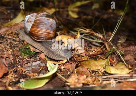 Una lumaca nel suo habitat originale. Una grossa lumaca su un terreno pieno di vecchie foglie e rami. Una lumaca nella foresta in autunno. Foto Stock