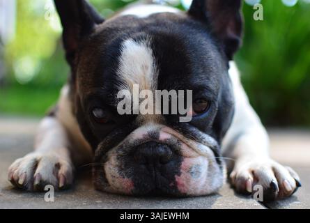 Purtroppo il bulldog francese di colore bianco e nero è disteso su un terreno con vista ravvicinata della testa. Frenchie mette il naso a terra. Foto Stock