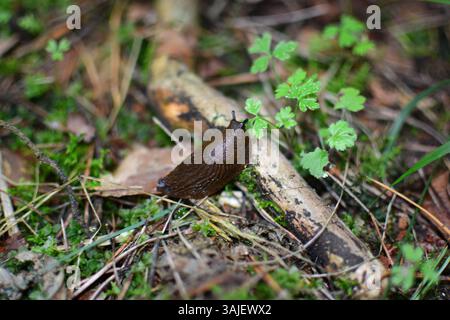 Atterra la lumaca nel suo habitat originale. Una grande lastra di terra marrone su un terreno pieno di vecchie foglie e rami. Mollusco gasteropode nella foresta. Foto Stock
