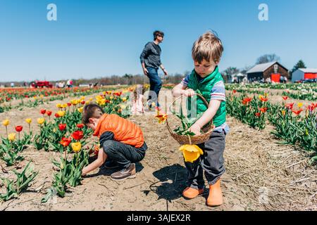 Bambini che raccolgono tulipani in un vivace campo di fiori vicino a una fattoria Foto Stock