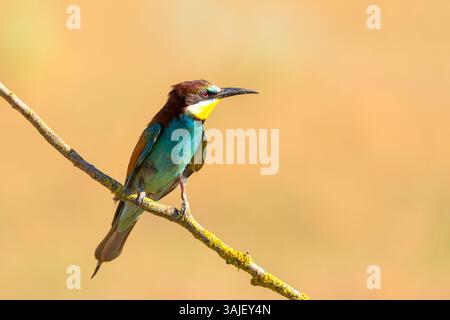 Merops apiaster (Merops apiaster) arroccato su un ramo con sfondo morbido a Valladolid, Spagna. Piumaggio colorato e profilo affilato in un sole naturale Foto Stock
