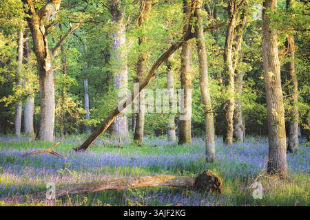 Un tranquillo bosco primaverile a Kinclaven, Perthshire, Scozia, Regno Unito, con campanelli colorati, querce e luce solare idilliaca che filtrano attraverso il fiume Foto Stock