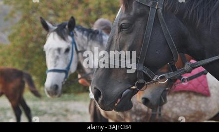 Cavallo nero che indossa briglie in piedi vicino al gestore e ad altri cavalli, pronto per eventi equestri o sessioni di allenamento Foto Stock