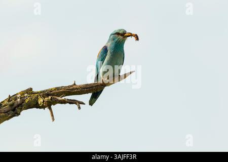 Rullo europeo (Coracias garrulus) adulto arroccato su un ramo rotto con un grande insetto nel becco, adagiato su uno sfondo pallido Foto Stock